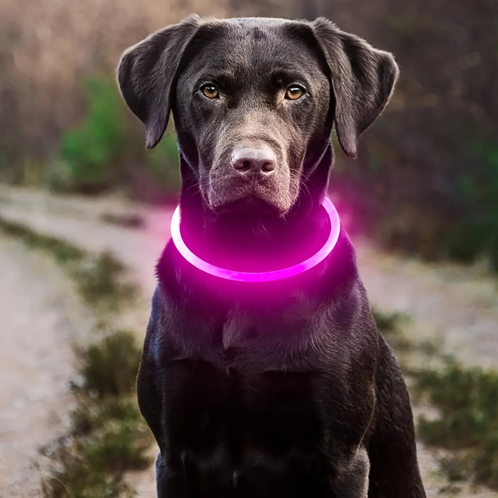 Coleira LED para Cães — USB Recarregável e Refletiva