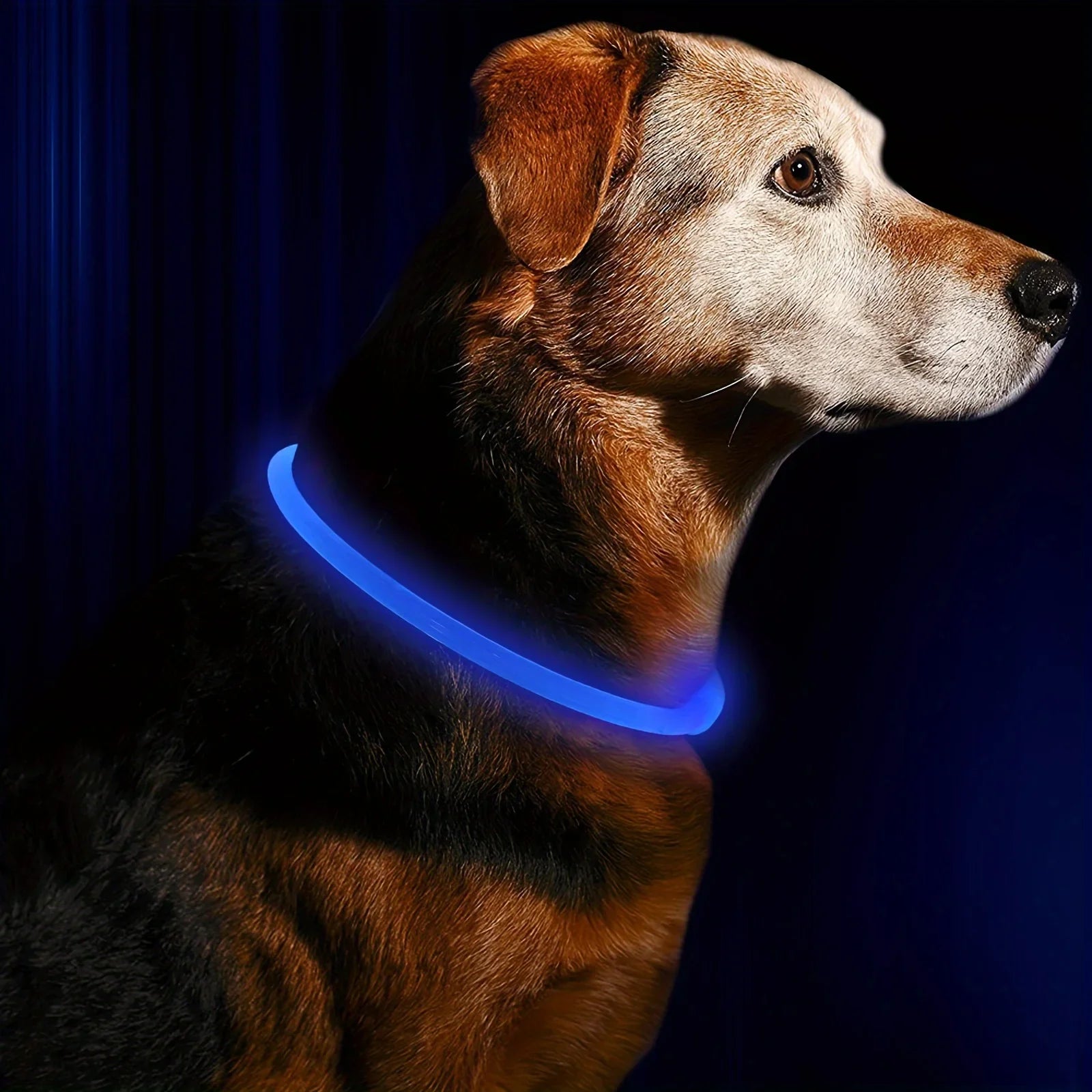 Coleira LED para Cães — USB Recarregável e Refletiva